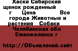 Хаски Сибирский (щенок рожденный 20.03.2017г.) › Цена ­ 25 000 - Все города Животные и растения » Собаки   . Челябинская обл.,Еманжелинск г.